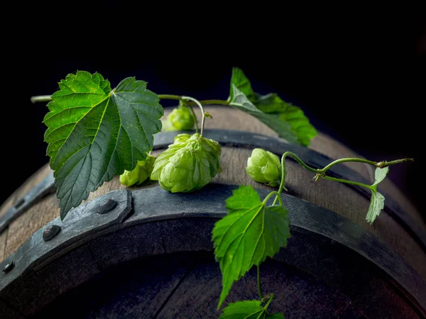 Conos Plantas Lúpulo Verde Fresco Barril Cerveza Vieja Vista Superior —  Fotos de Stock