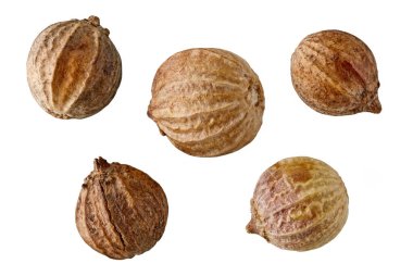 Kişniş tohumları makrosu beyaz arkaplanda izole