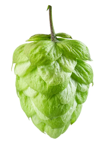 Verse Groene Hopplant Kegel Geïsoleerd Witte Achtergrond — Stockfoto