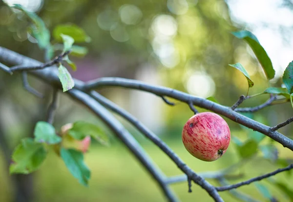 枝に自然のリンゴ — ストック写真