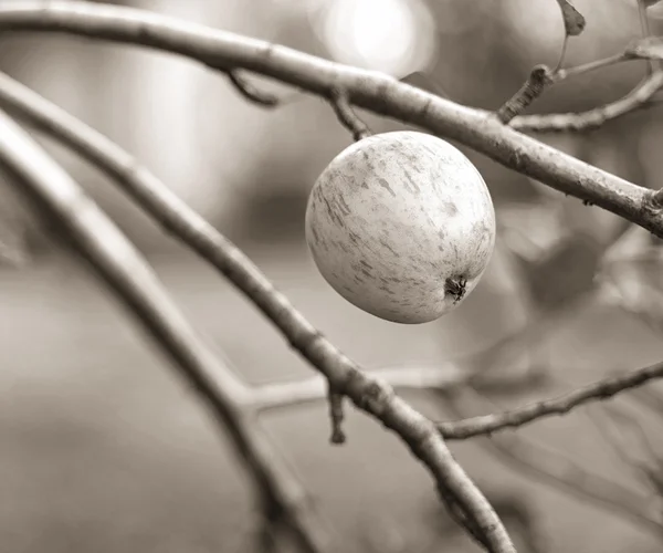 Natürlicher Apfel auf einem Zweig lizenzfreie Stockfotos