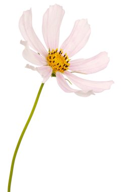 Beyaz çiçek kosmeya tam boyut (kırpma yolu)