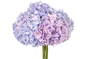 Mor çiçek ortanca (kırpma yolu)