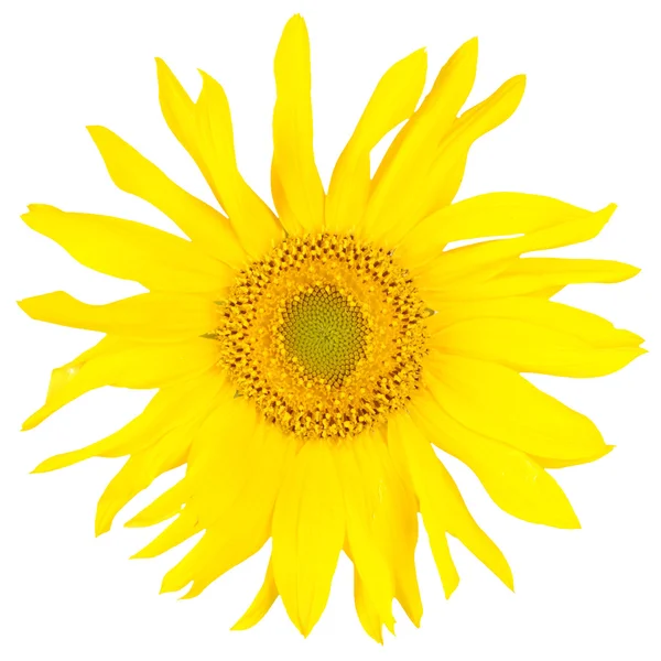 Beautiful yellow sunflower — Stock Photo, Image