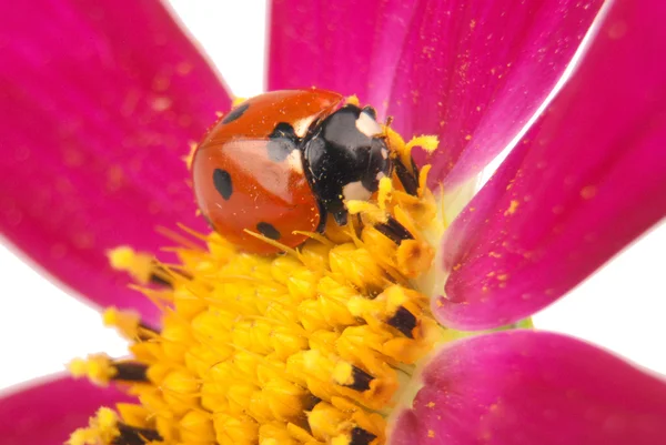 Ladybug sitting on kosmeyi — Stock Photo, Image