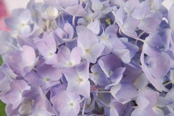 Ortensia macrophylla blu — Foto Stock