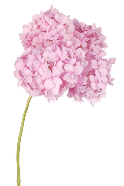 Hortênsia de flor rosa (caminho Clipping ) — Fotografia de Stock