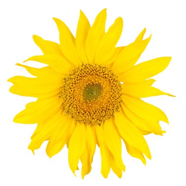 Güzel Sarı Ayçiçeği