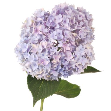 Mor çiçek ortanca (kırpma yolu)