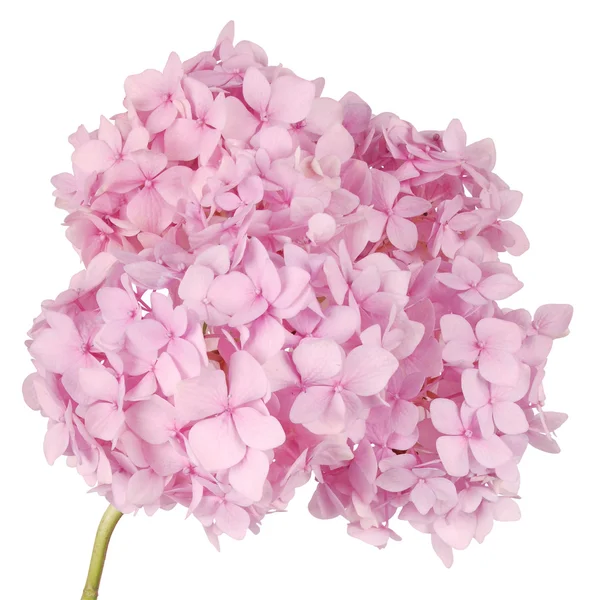 Roze bloem hortensia (uitknippad) — Stockfoto