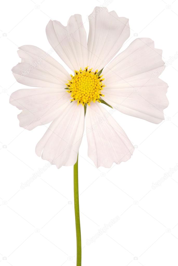 White flower kosmeya full size (Clipping path)
