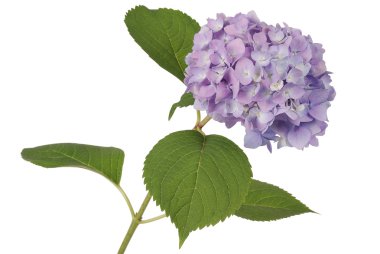 Mor çiçek ortanca (kırpma yolu)