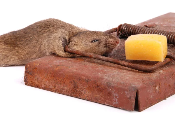 Mousetrap with dead mouse — Stock Photo, Image