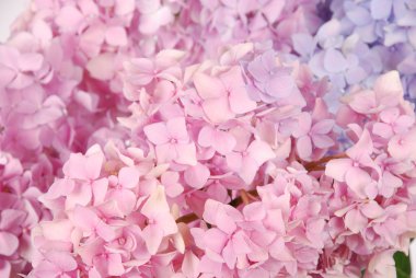 Mavi ve pembe hydrangea macrophylla