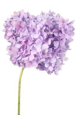 Mor çiçek ortanca (kırpma yolu)