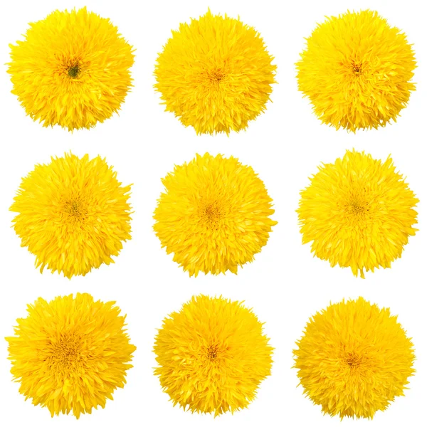 Nine decorative sunflower (Nine clipping path) — Stock Photo, Image