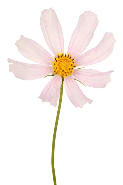 White flower kosmeya full size (Clipping path) — Stock Photo, Image