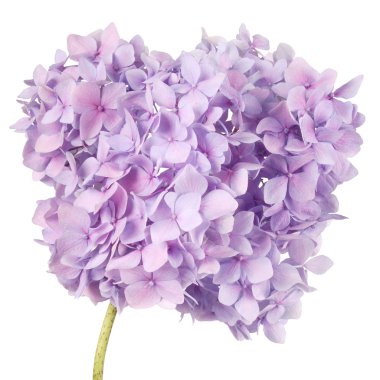 Mor çiçek ortanca (kırpma yolu)