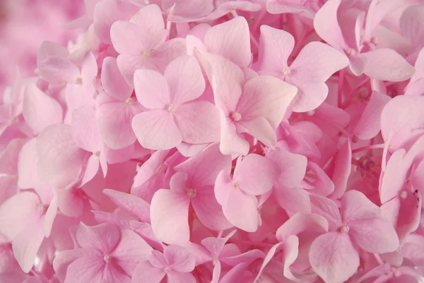 Ortensia macrophylla rosa — Foto Stock