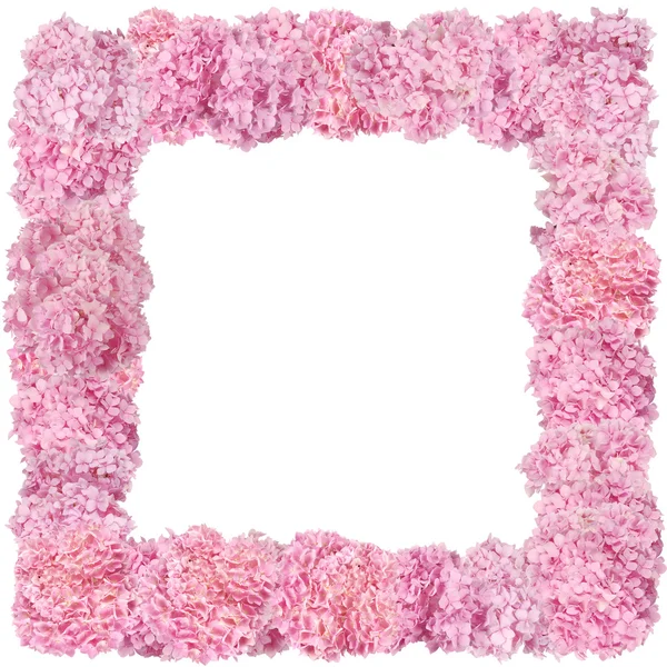 Mooie roze hortensia — Stockfoto