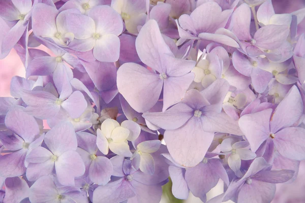 Ortensia macrophylla viola — Foto Stock