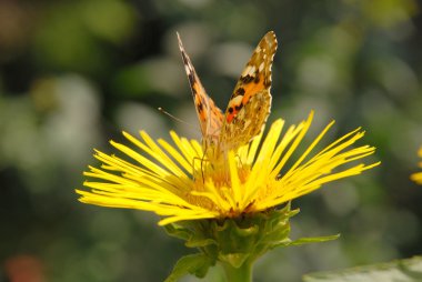 Kelebek çiçek üzerinde oturur