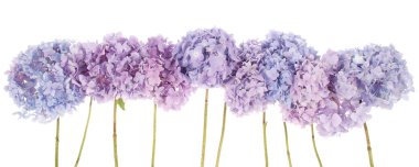 Mor çiçekler ortanca (kırpma yolu)