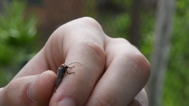 Asker Böcek Insan Elinden Havalanıyor Asker Böcek Cantharis Livida Cantharidae — Stok video