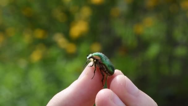 Cetonia Aurata Despega Una Mano Hombre Llamada Rosal Rosal Verde — Vídeos de Stock