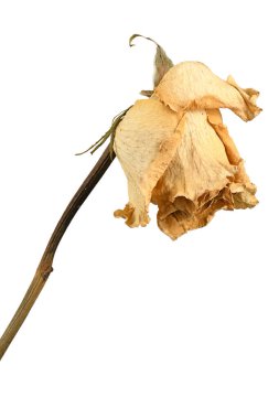 Soluk gül beyazda izole edilmiş. Yüksek çözünürlüklü. Tam alan derinliği.