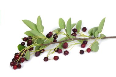 Amelanchier, Shadwood, Shadblow, Serviceberry, Sarvisberry, Juneberry, saskatoon, şeker eriği, yaban eriği veya gülen armut. Beyaz arka planda izole edilmiş. Yüksek çözünürlüklü. Tam alan derinliği.
