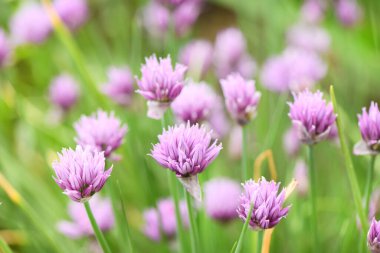 Sibirya soğanı (dekoratif soğan). Bahçe arka planında gelişen Allison. Yüksek çözünürlüklü. Tam alan derinliği.