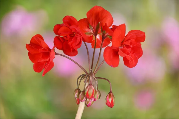 Vörös Kert Geranium Virágok Nagy Felbontású Fotó Teljes Mélységélesség — Stock Fotó