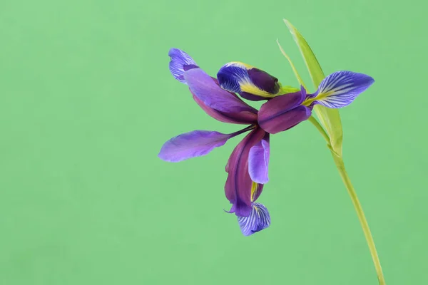 Purple Flower Iris Graminea Isolated Green Background High Resolution Photo — Stock Photo, Image