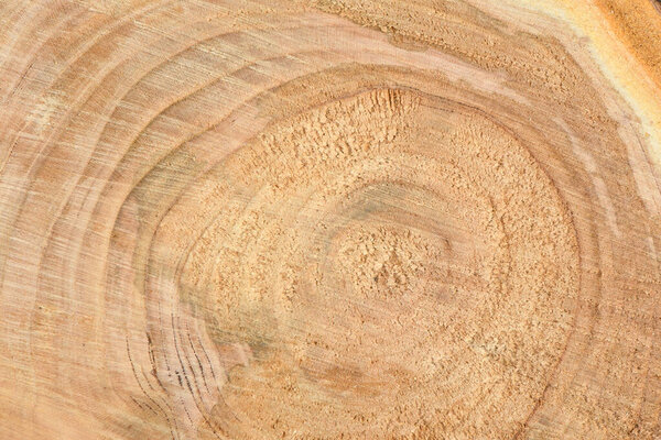 Top view of the surface of the fresh stump with annual rings close seup. Для использования в качестве фона. Фото высокого разрешения. Полная глубина резкости.