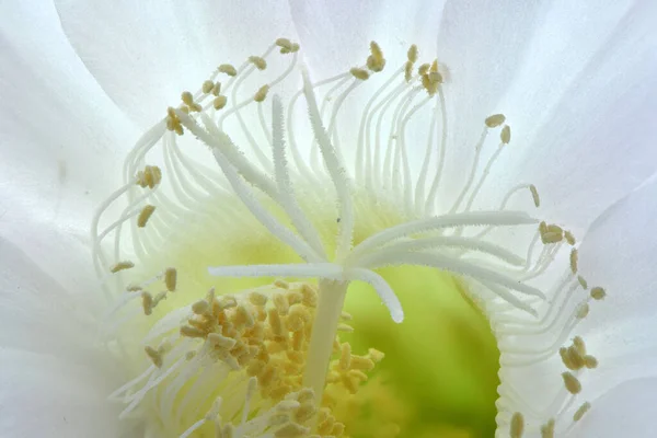 Άνθος Από Κάκτο Πασχαλινού Κρίνου Λατινικό Όνομα Echinopsis Oxygona Φωτογραφία — Φωτογραφία Αρχείου