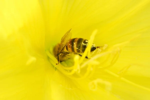 Beautiful Yellow Flower Enotera Lat Oenothera Honey Bee High Resolution — Stock Photo, Image
