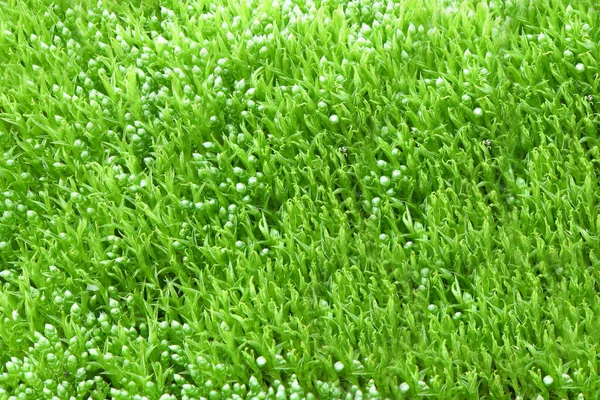 Top View Green Moss Background Texture High Resolution Photo Full — Stock Photo, Image