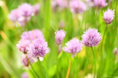 Sibirya soğanı (dekoratif soğan). Bahçe arka planında gelişen Allison. Yüksek çözünürlüklü. Tam alan derinliği.