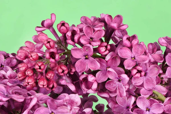Macro Imagem Flores Violeta Lilás Primavera Fundo Floral Abstrato Foto — Fotografia de Stock