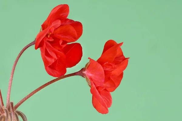 Jardim Vermelho Flores Gerânio Isoladas Fundo Verde Foto Alta Resolução — Fotografia de Stock