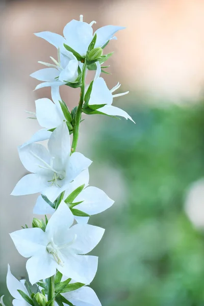 Campanula Latifolia Alba Óriás Harangvirág Fehér Növény Latinul Azt Jelenti — Stock Fotó