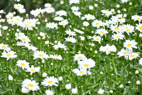 Kamillavirág Egy Zöld Réten Daisies Dox Eye Közös Százszorszép Kutya — Stock Fotó