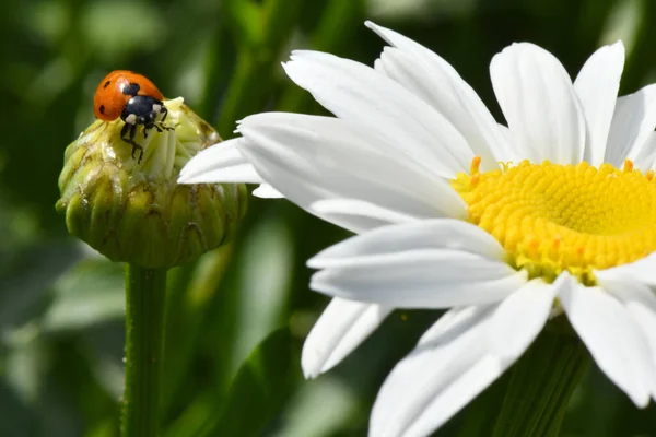 Ladybird Daisy Image Summer Flowers High Resolution Photo Selective Focus — Stock Photo, Image