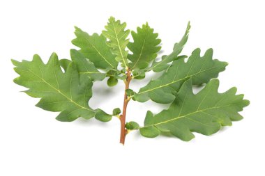 Beyaz arka planda yeşil yapraklı meşe dalını kes. Yüksek çözünürlüklü. Tam alan derinliği.