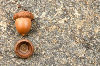 Kayalıklarda izole bir meşe ağacı meşesi. Yüksek çözünürlüklü. Tam alan derinliği.