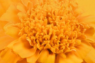 Tagetes patula. Portakal kadife çiçeği, Fransız kadife çiçeği, Tagetes erekta, Meksika kadife çiçeği, Aztek kadife çiçeği, Afrika kadife çiçeği..