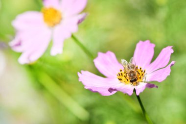 Bal arısı (Apis mellifera) Cosmea 'nın pembe bir bahçesinden nektar ve polen toplar. Yaz bahçesinde yakın plan arı ve çiçek.