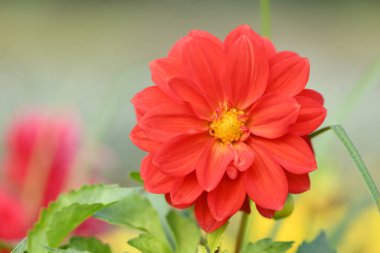 Bahçe arka planında portakal çiçeği. Yüksek çözünürlüklü. Tam alan derinliği.