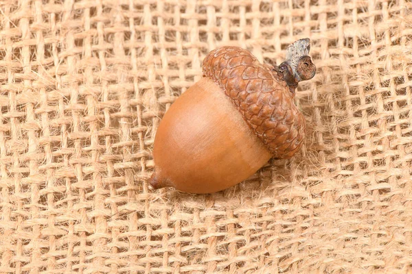 Acorn of an oak tree isolated on sackcloth background. High resolution photo. Full depth of field.